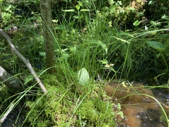 Carex interior