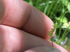 Carex interior