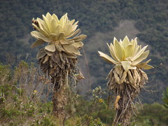 Espeletia barclayana
