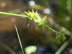 Carex interior