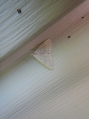 Chytolita morbidalis