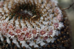 Mammillaria chionocephala