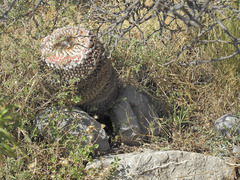 Mammillaria chionocephala