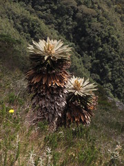 Espeletia guacharaca