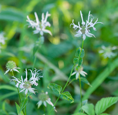 Monarda russeliana