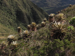 Espeletia guacharaca