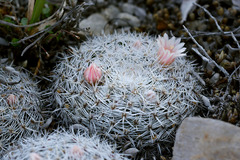 Mammillaria chionocephala
