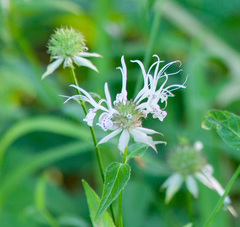 Monarda russeliana