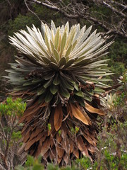 Espeletia guacharaca