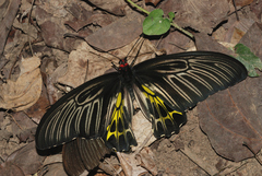 Troides aeacus formosanus