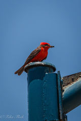 Pyrocephalus rubinus