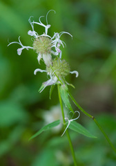 Monarda russeliana