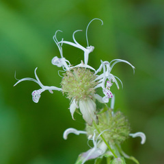 Monarda russeliana