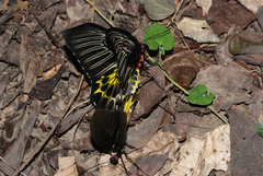Troides aeacus formosanus