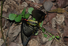 Troides aeacus formosanus