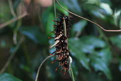 Troides aeacus formosanus