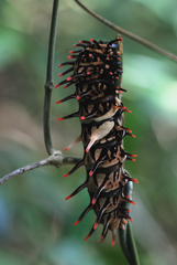 Troides aeacus formosanus