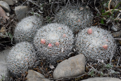 Mammillaria chionocephala