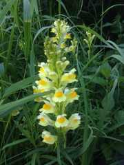 Linaria vulgaris