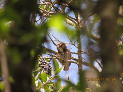 Glaucidium jardinii