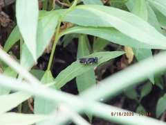 Stratiomyomorpha