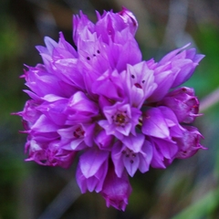 Allium serra