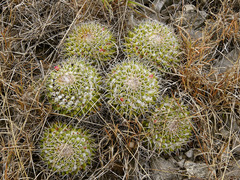 Mammillaria compressa