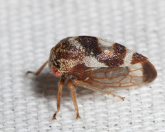 Cyrtolobus vau