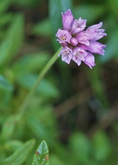 Allium serra