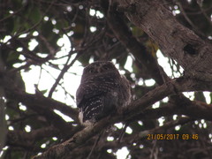 Glaucidium jardinii