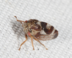 Cyrtolobus vau