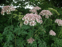 Heracleum sphondylium