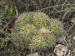 Mammillaria compressa