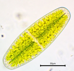 Netrium digitus