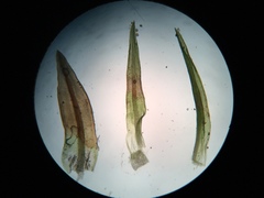 Bryoerythrophyllum recurvirostrum