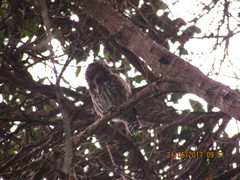 Glaucidium jardinii