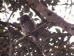 Glaucidium jardinii