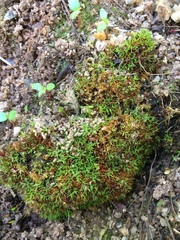 Bryoerythrophyllum recurvirostrum