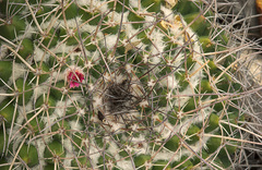 Mammillaria compressa