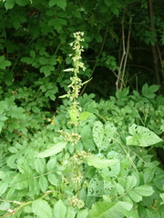 Rumex obtusifolius obtusifolius