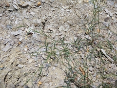 Polygonum salsugineum