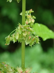Rumex obtusifolius obtusifolius