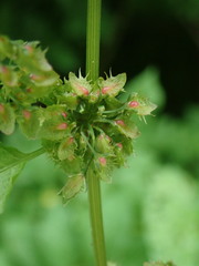 Rumex obtusifolius obtusifolius