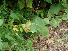 Rumex obtusifolius obtusifolius