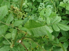 Rumex obtusifolius obtusifolius