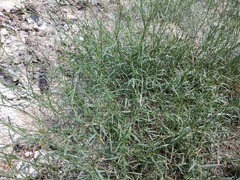 Polygonum salsugineum