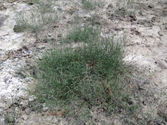 Polygonum salsugineum