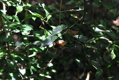 Troides aeacus formosanus