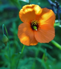 Papaver heterophyllum