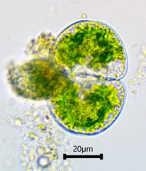 Cosmarium transitorium